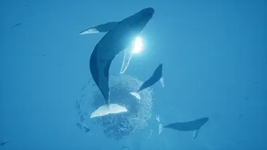 ABZU - Live - UNITED STATES preview 3