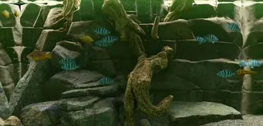 Biotope preview 5