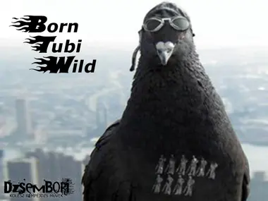 Born Tubi Wild preview 4