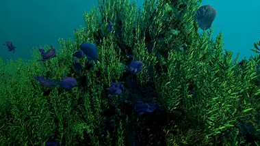 Ecosystem preview 5