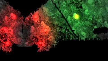 Grimind preview 2