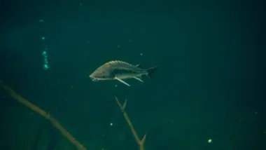 Ultimate Fishing Simulator 2 preview 14