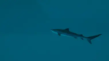 Ultimate Fishing Simulator 2 preview 17