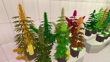 Weed Shop 2 preview 6